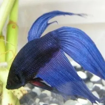 Profile image of 배비