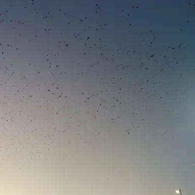 Profile image of Avos