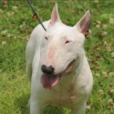 Profile image of 박늑대
