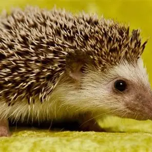 Profile image of Lord Spike.