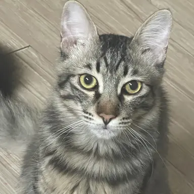 Profile image of 리레볼루션 아이돌