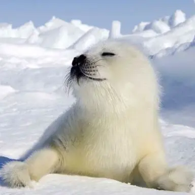 Profile image of 하프물범