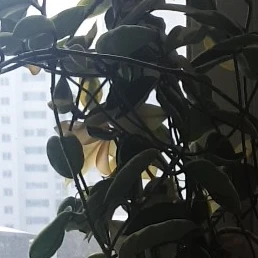 남자 기숙사에서 나만 여자