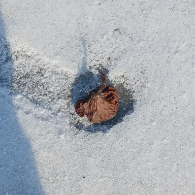 Profile image of 여우맛 쿠키