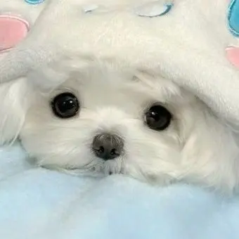 Profile image of ホンジュン