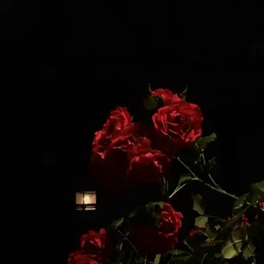 Profile image of 루크