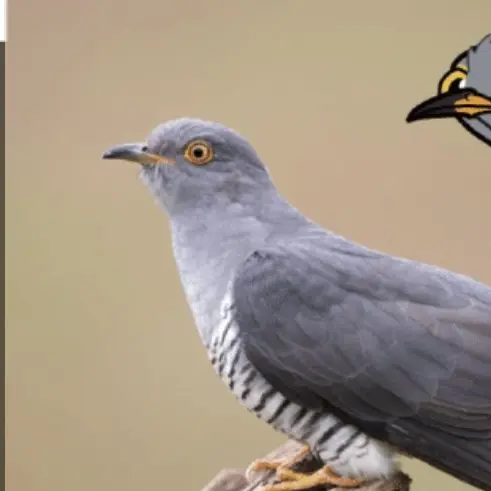 TacitBeago0421의 뻐꾸기의 비밀