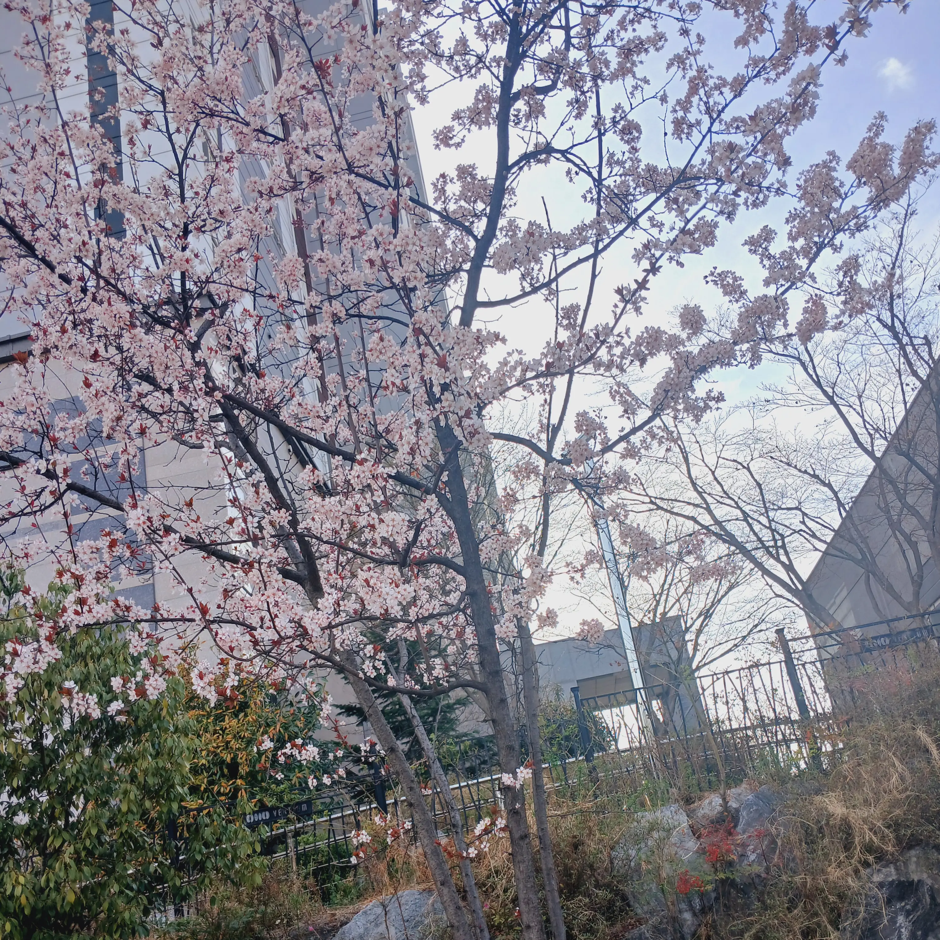 FrailChili7725의 픽셀리 고등학교 .ᐟ.ᐟ