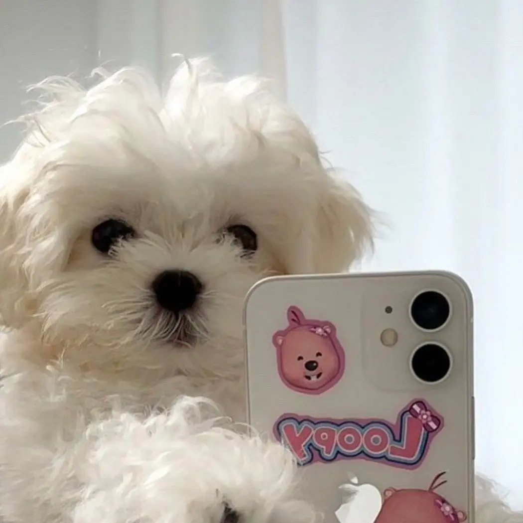 StickyLevel6071의 말티즈🐶
