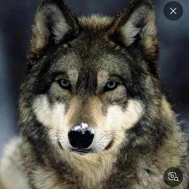 Profile image of Wolf