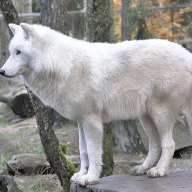 Profile image of 멋쟁이 북극늑대