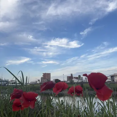 Profile image of 烏野