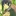 本田菊
