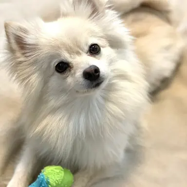 Profile image of 우동이