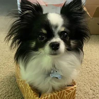 Profile image of 드림이