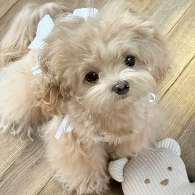 Profile image of 초롱이