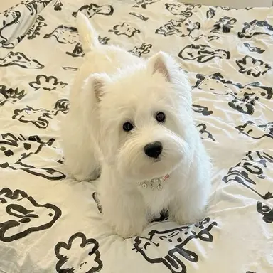Profile image of 하트