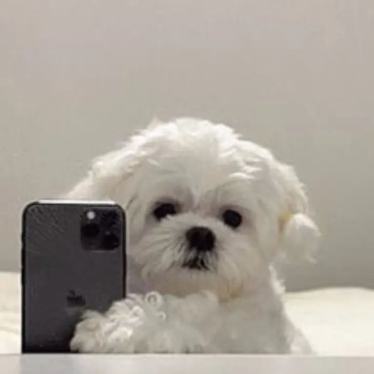 ChubbyEggs2601의 뽀삐