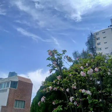 Profile image of 홍챠