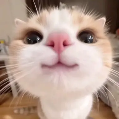 Profile image of 미츠리