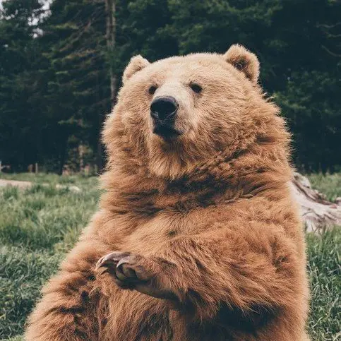 SilverFox102708의 Augie. You’re friendly, talking bear friend.