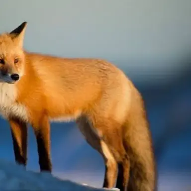 Profile image of 오묘야 키츠리