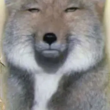 Profile image of 홍여우