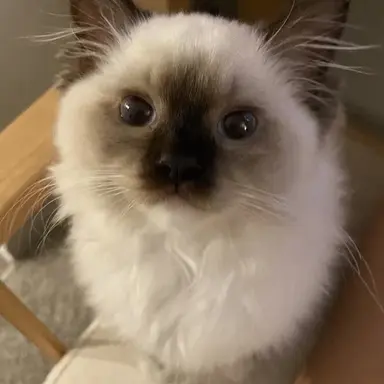 Profile image of Mollykit