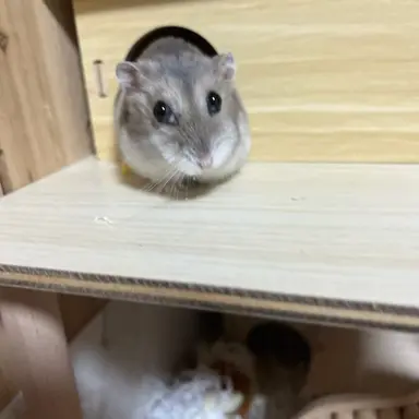 Profile image of 아스모