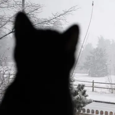 Jonggun____의 ねこ