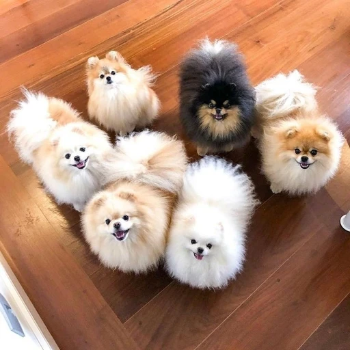 포메라니안들