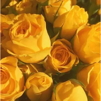 Profile image of 각별