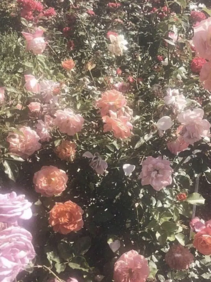 SG___의 ⋆.*大好きな娘.*･ﾟ