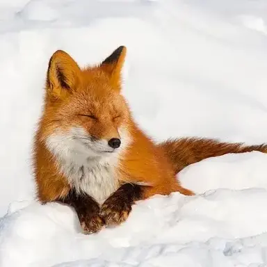 Profile image of Kiko