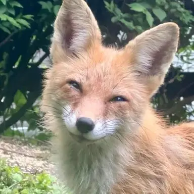 Profile image of 나여우