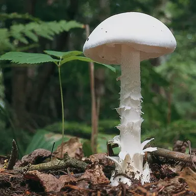 Profile image of 독우산 광대버섯