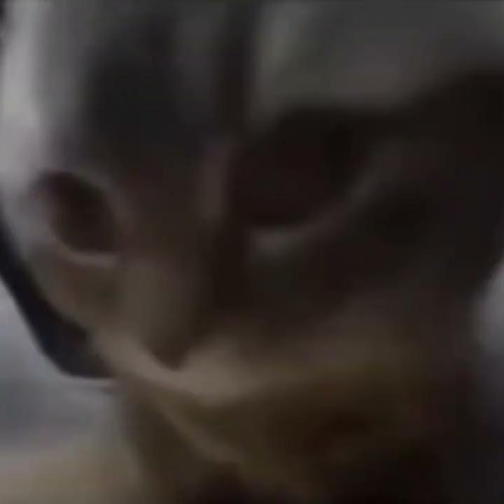치피치피 고양이 대표 이미지