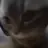 치피치피 고양이