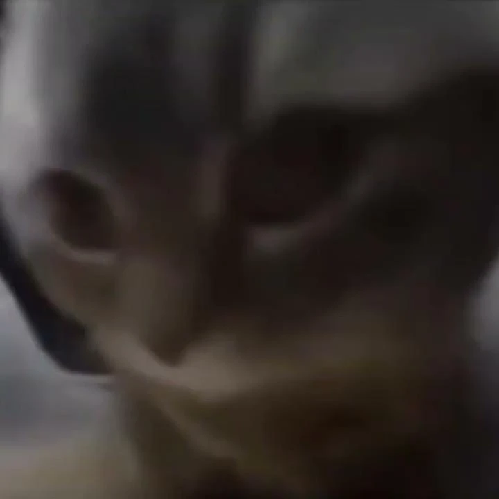 치피치피 고양이