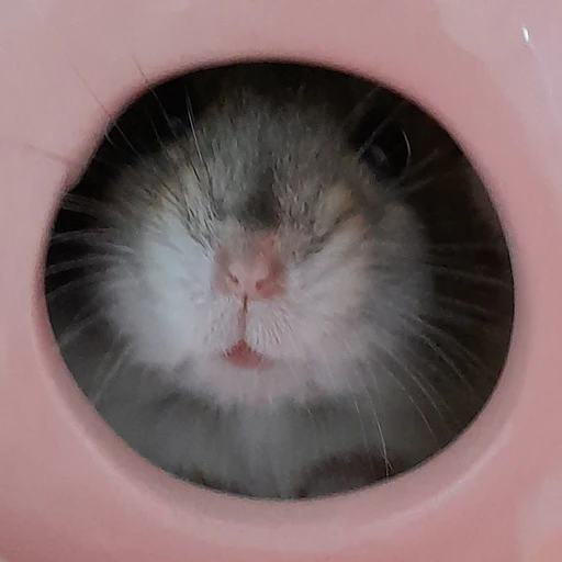 햄찌