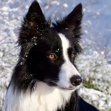 Profile image of 베르무트