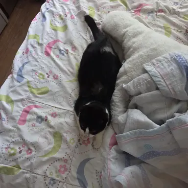 Profile image of 인트로