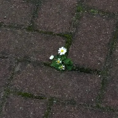 Profile image of AXEL