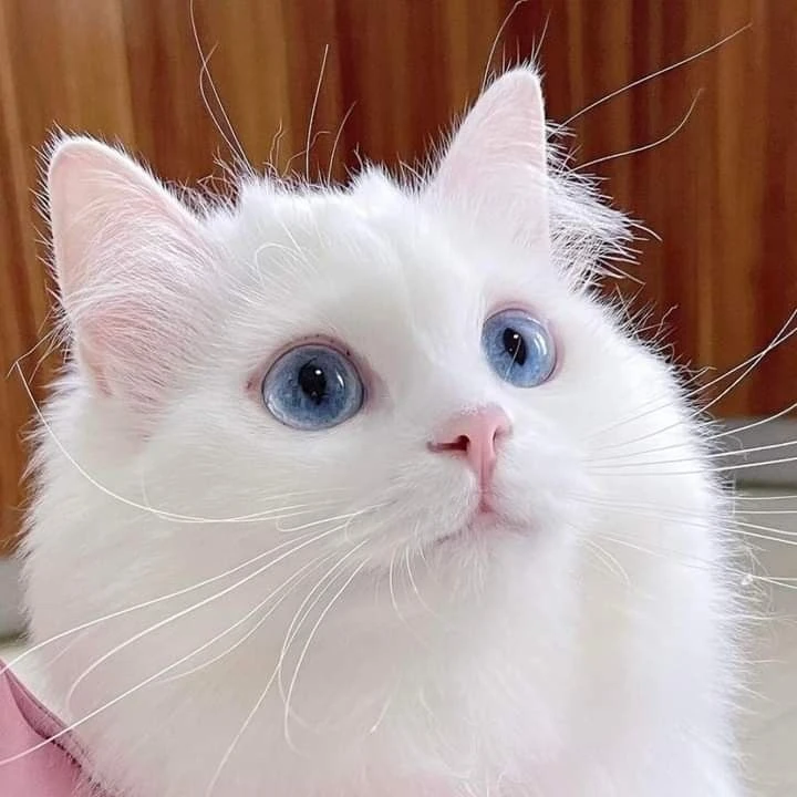 윤지