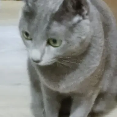 Profile image of 그르릉