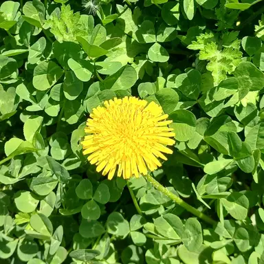 Profile image of 각별