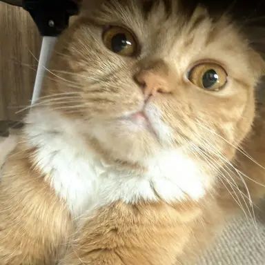Profile image of つきちゃん