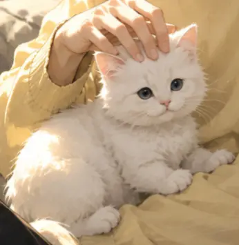 Profile image of レム