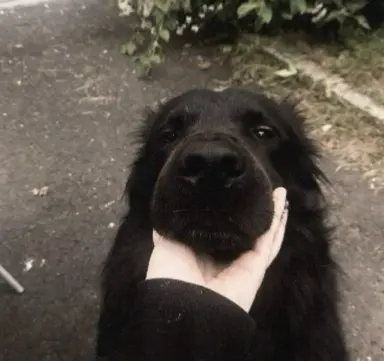 Profile image of Sirius Black