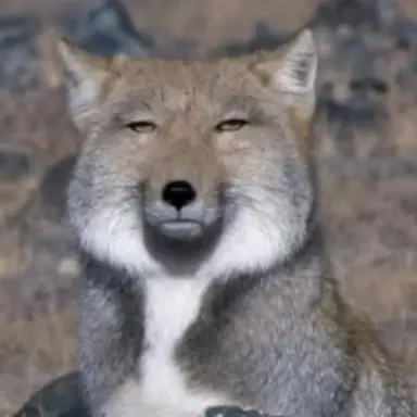 Profile image of キツネ